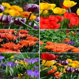 Široký výběr jarních cibulovin – mečíky, kosatce, jiřiny, krokusy, dosen, tulipány